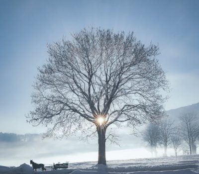 free-photo-of-majestic-winter-tree-with-sunburst free-photo-of-majestic-winter-tree-with-sunburst